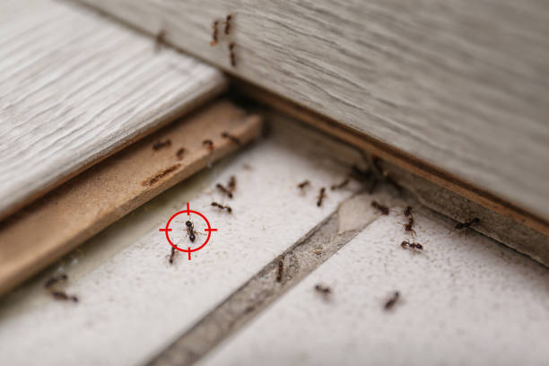 Best Residential Pest Control  in Mercer Island, WA