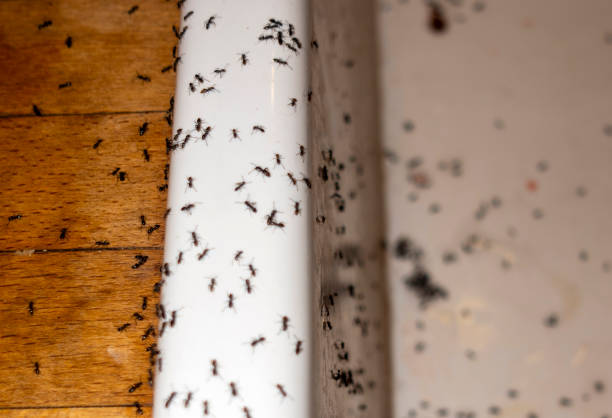 Best Residential Pest Control  in Mercer Island, WA