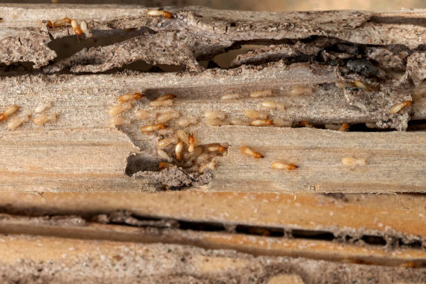 Best Emergency Pest Control  in Mercer Island, WA